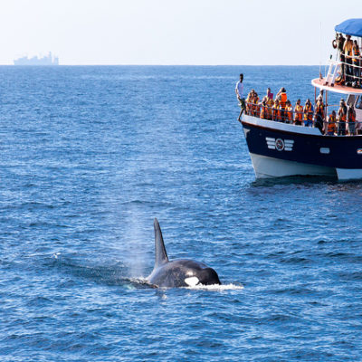 Наблюдаем за китами на Шри-Ланке
