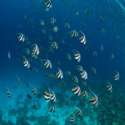 Рыбы Мальдивы