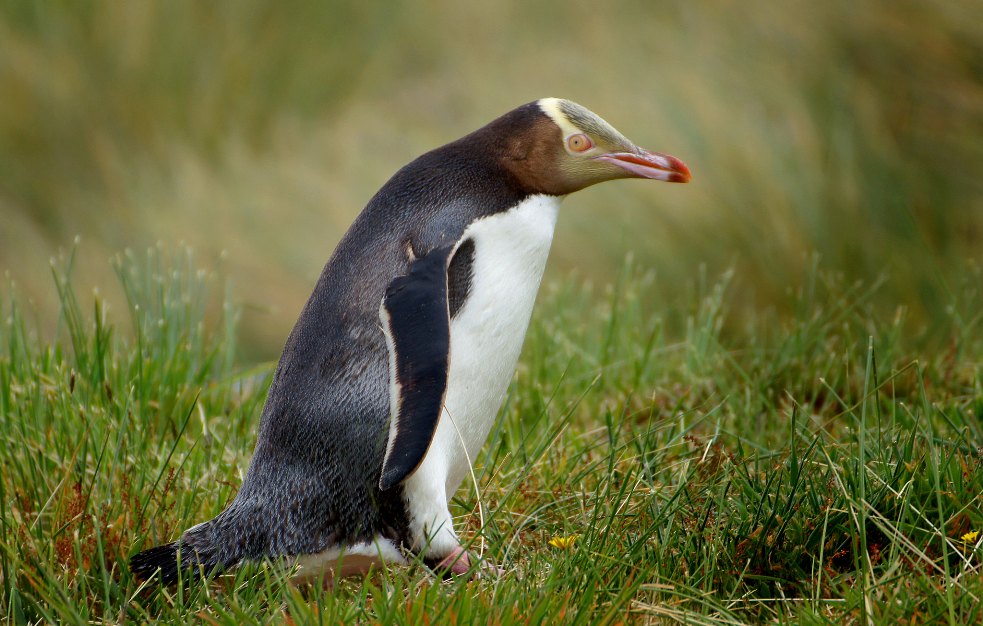 Желтоглазый пингвин в Данидине