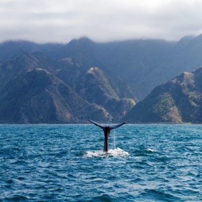 Китовое сафари Новая Зеландия