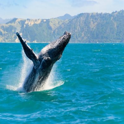 Китовое сафари Новая Зеландия