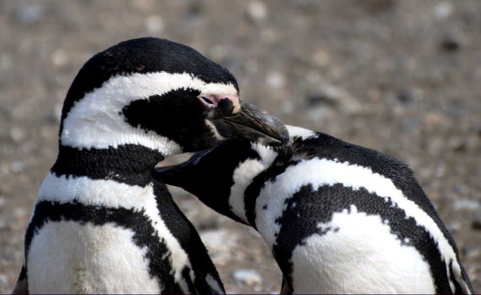 Магеллановы пингвины на острове Магдалена