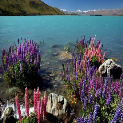 Озеро Текапо Новая Зеландия