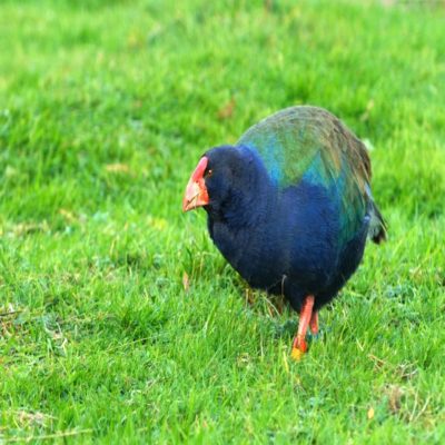 Птица такахе Новая Зеландия
