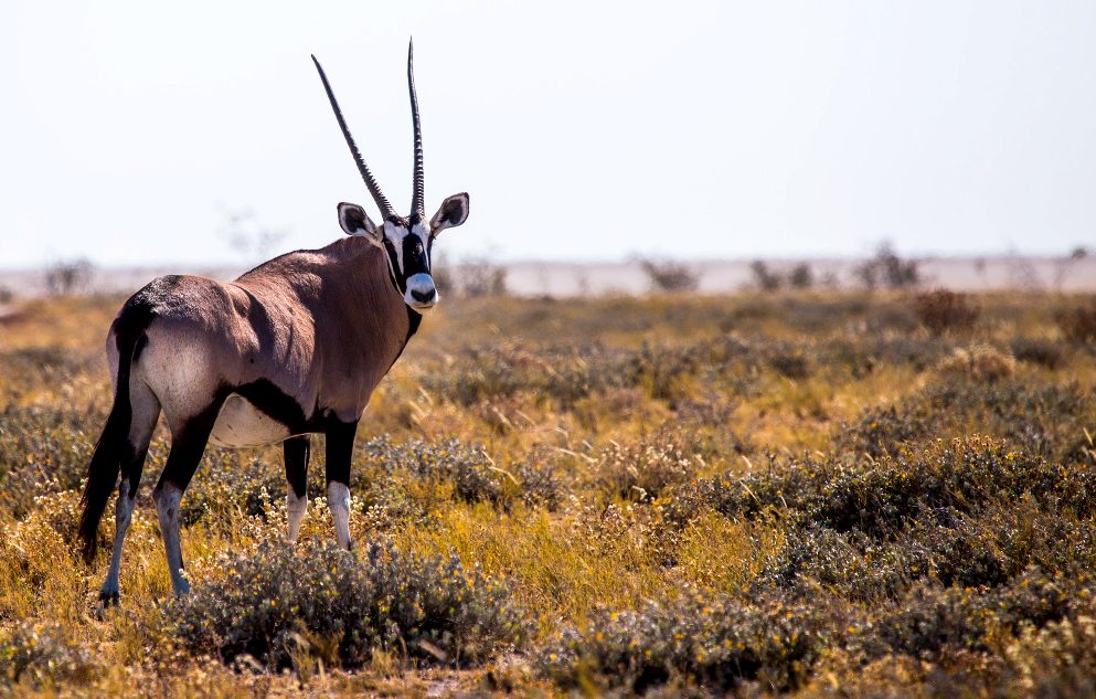 Антилопа в национальном парке Этоша Намибия