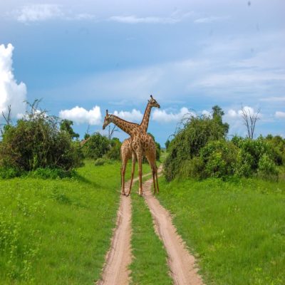 Жирафы в Национальном парке Чобе Ботсвана