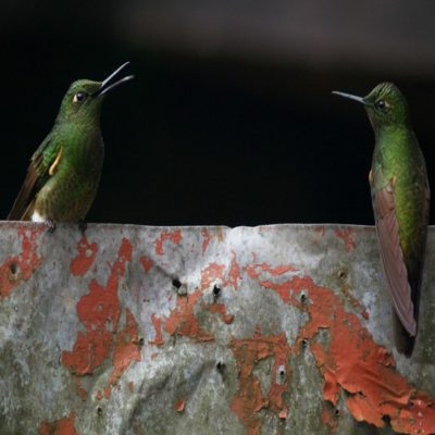Колибри в заповеднике Акайме Колумбия