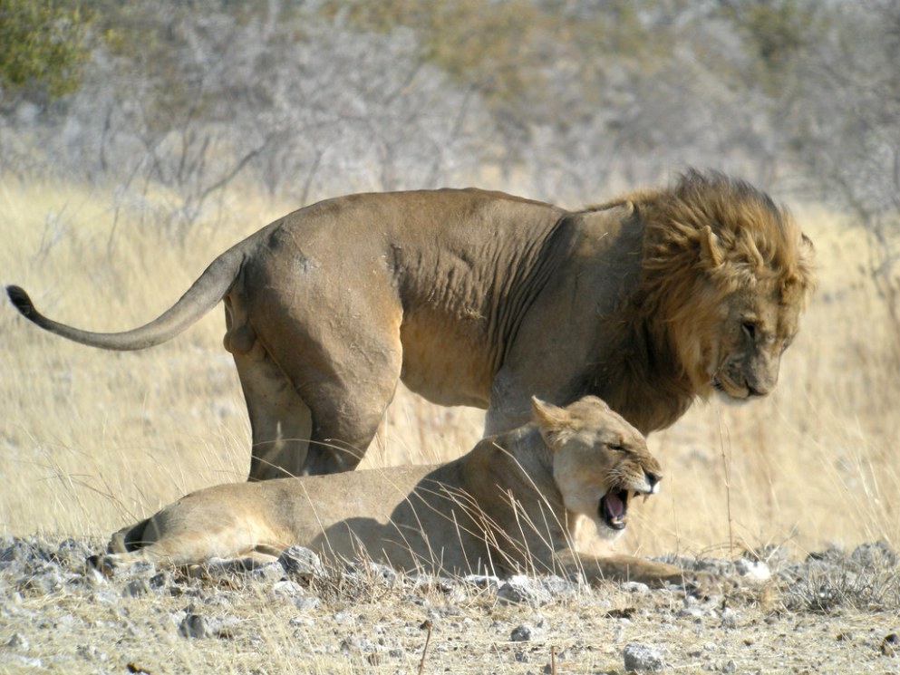 Львы в национальном парке Этоша Намибия