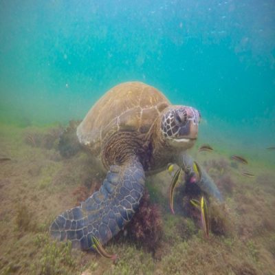Морская черепаха Галапагосские острова Эквадор