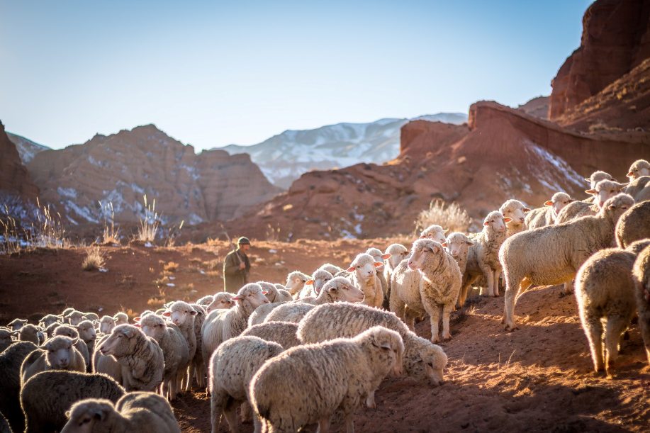 Пастух и стадо в Чуйской долине Кыргызстан