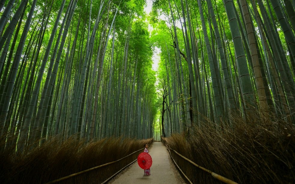 Бамбуковая роща в Киото Япония