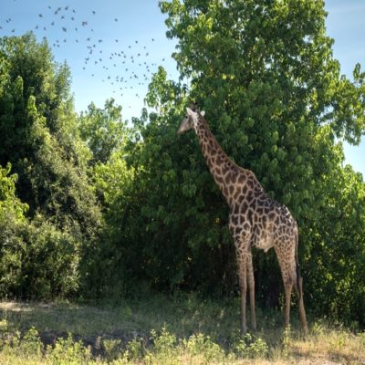 Жираф в парке им Крюгера ЮАР