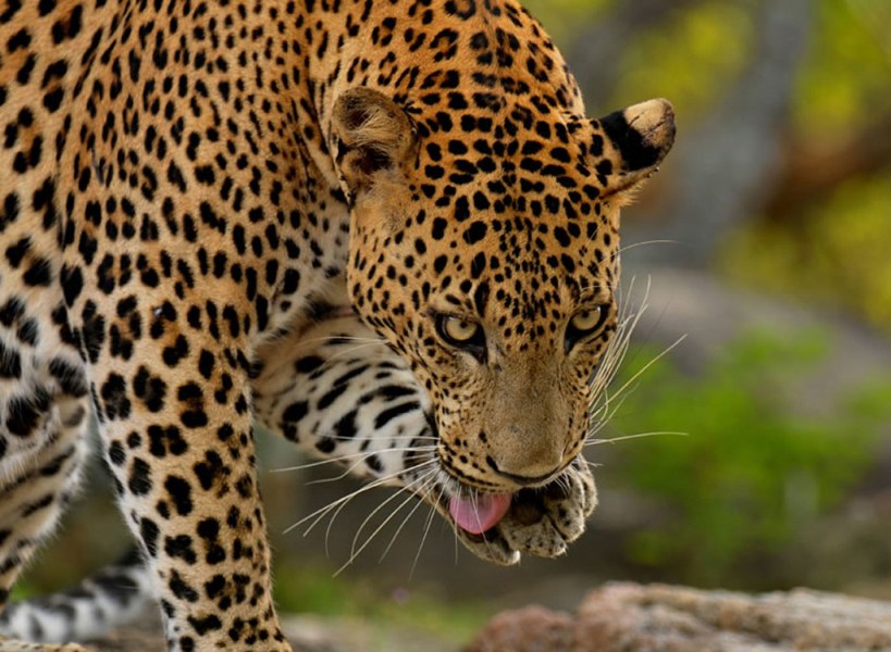 Леопард в Национальном парке Яла