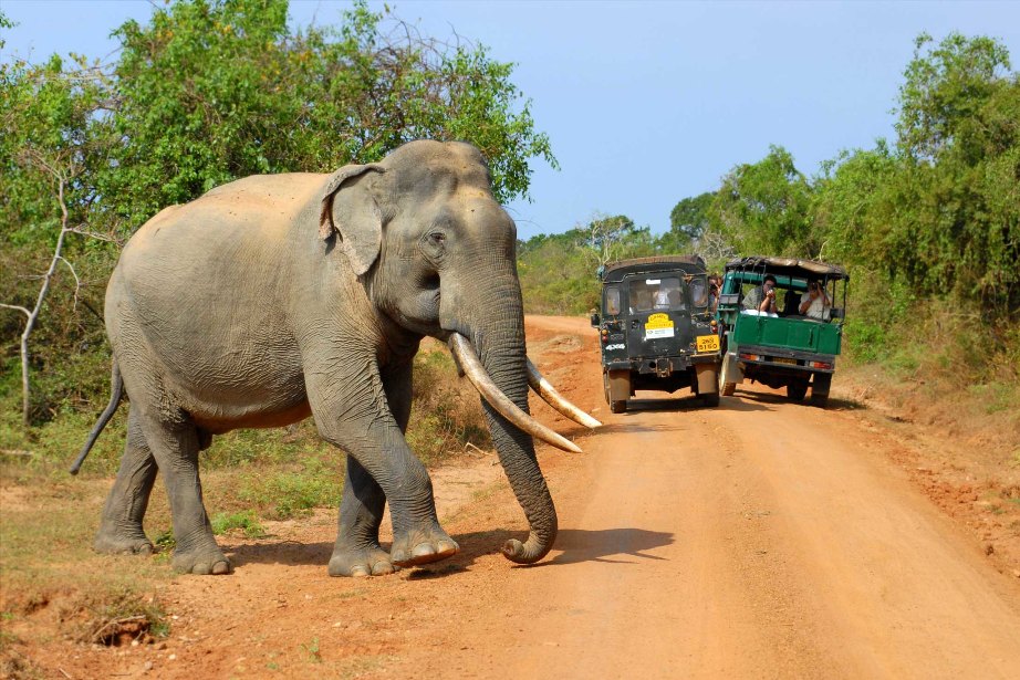 Слон в Национальном парке Яла