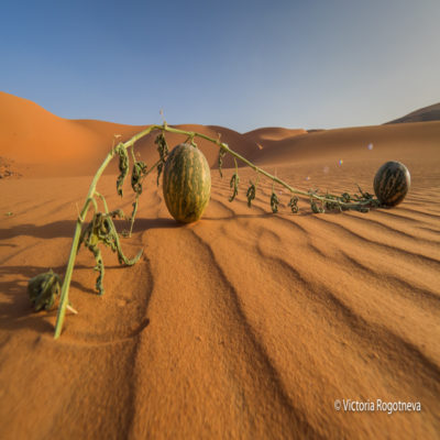 Пустынные арбузы Пустыня Сахара Тадрарта Алжир