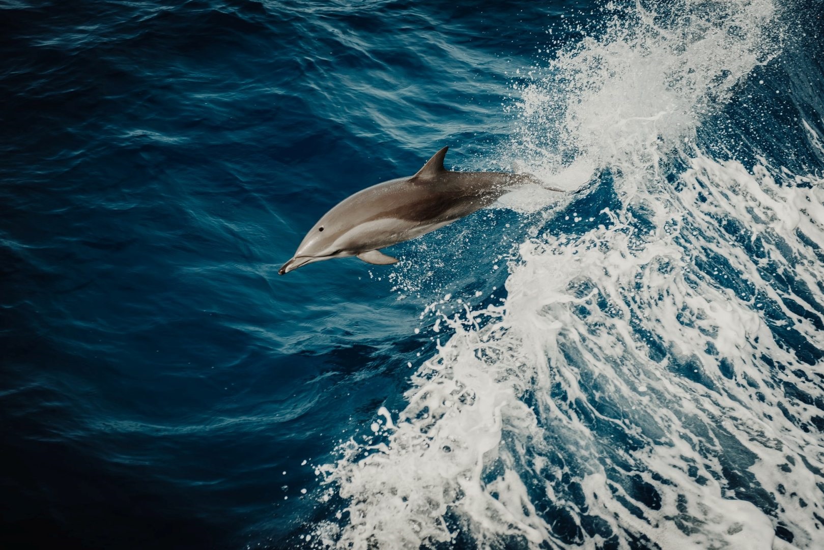 Дельфин Мальдивы