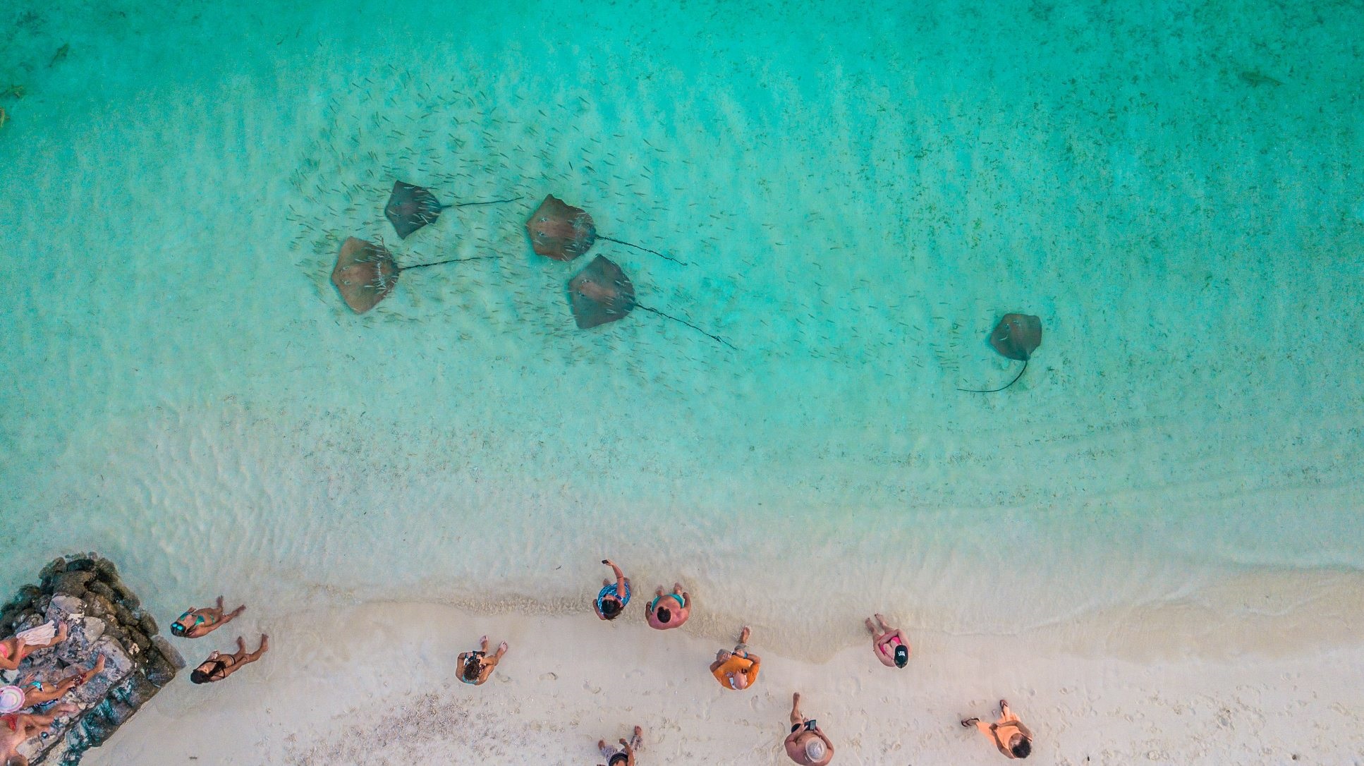 Скаты у берега Мальдивы