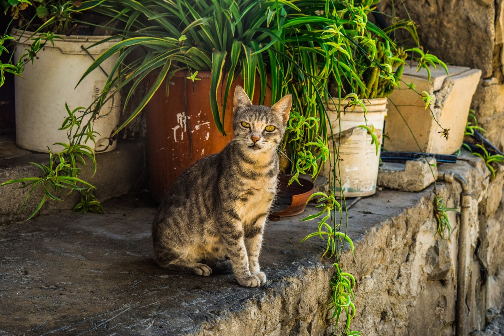 Кошка куда. Кипровский кот. Cyprus Cat. Кішки на Кіпрі. Кипр кошки 9500 лет назад.