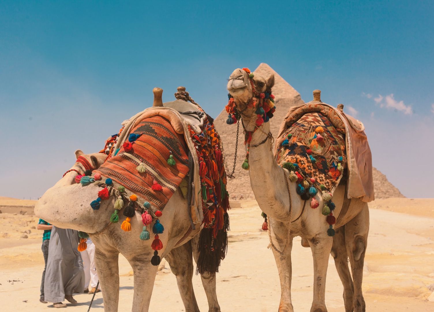 Нарядные верблюды в Гизе Египет