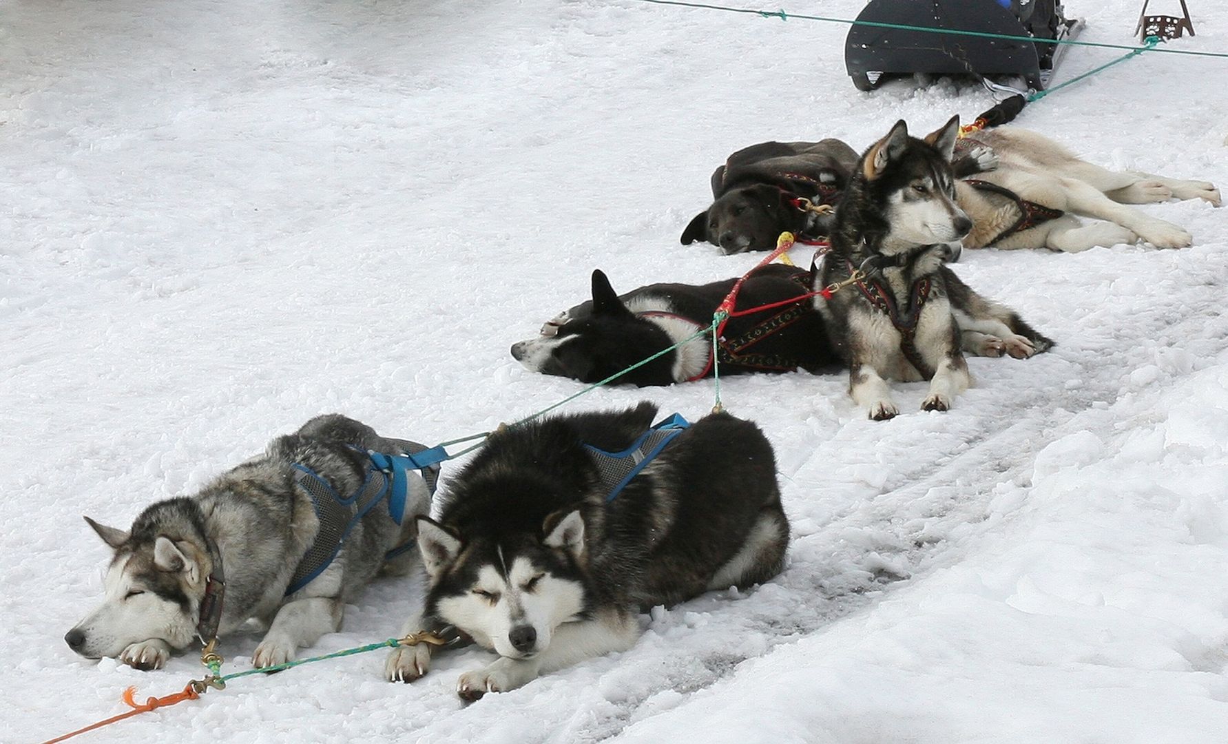 Собаки отдыхают Камчатка Россия