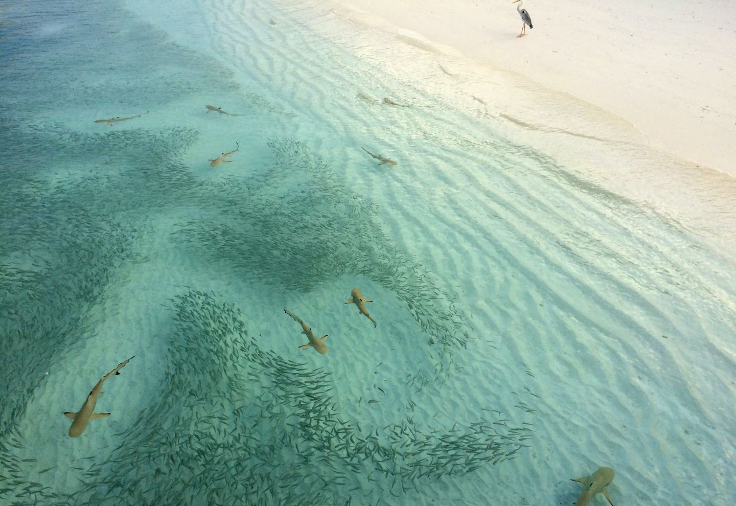 Цапля наблюдает за охотой рифовых акул Мальдивы