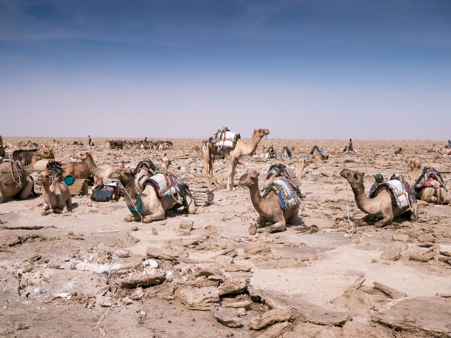 Верблюды на соледобыче озеро Ассаль пустыня Данакиль Эфиопия