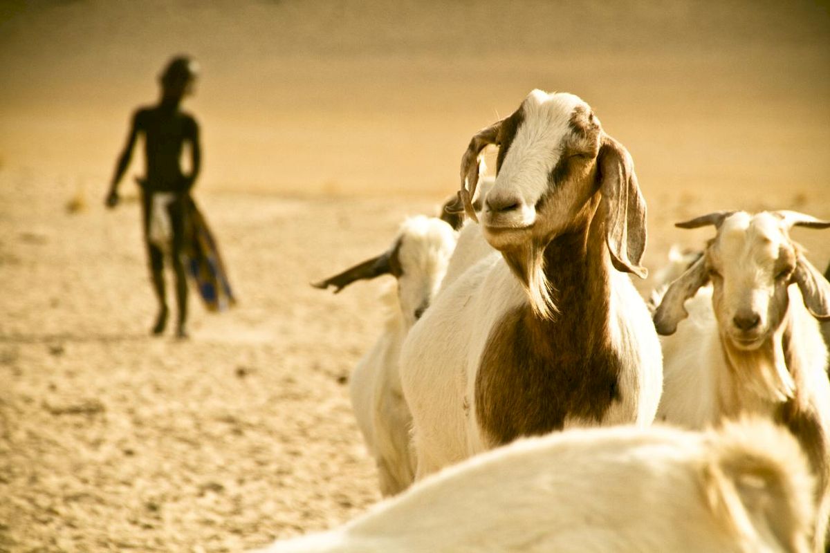 Маленький пастух химба Намибия