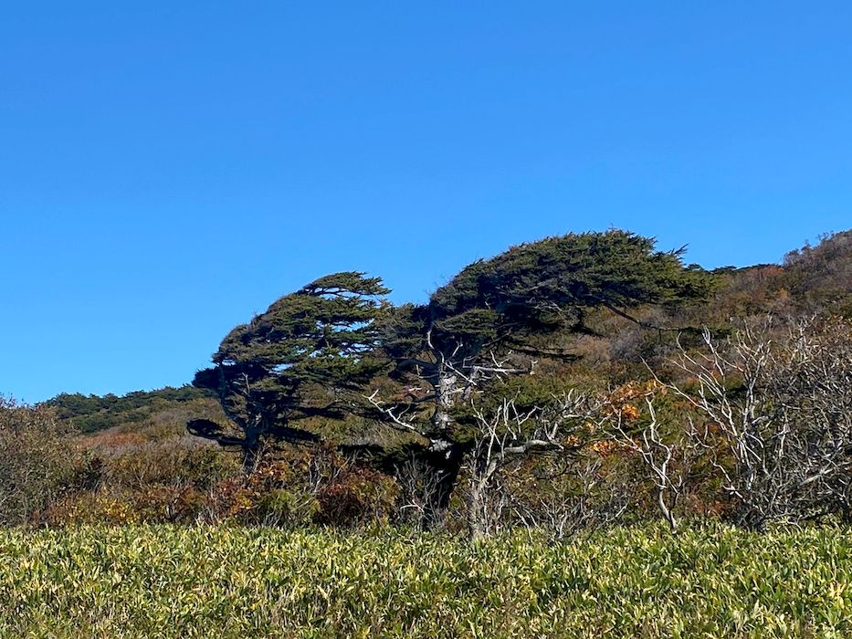 Причудливые лиственницы Итурупа Курилы Курильские острова