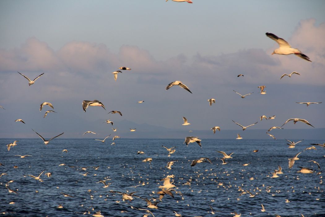 Чайки над Охотским морем