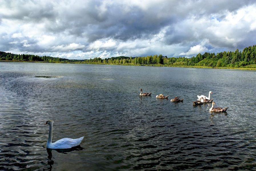 Лебеди на Городищенском озере в Изборске Псковская область