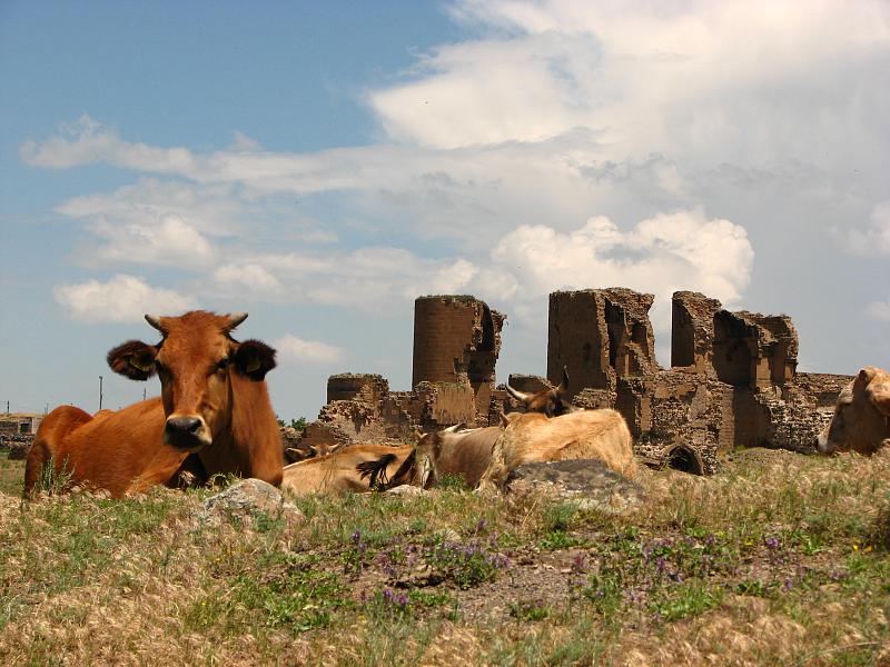 Коровки коровы Ани Турция
