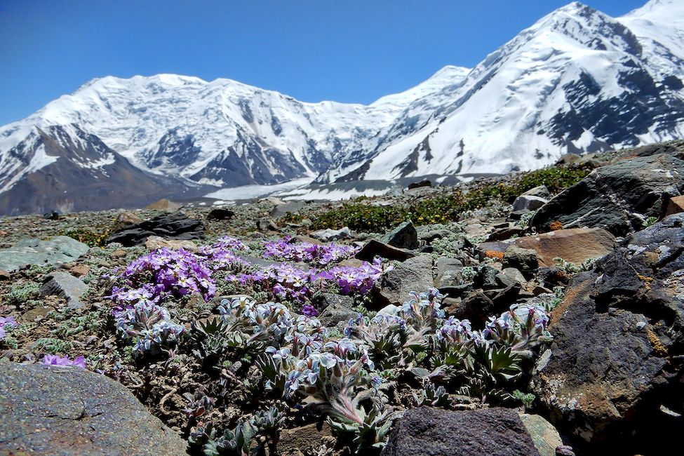 Флора высокогорья Памир Кыргызстан