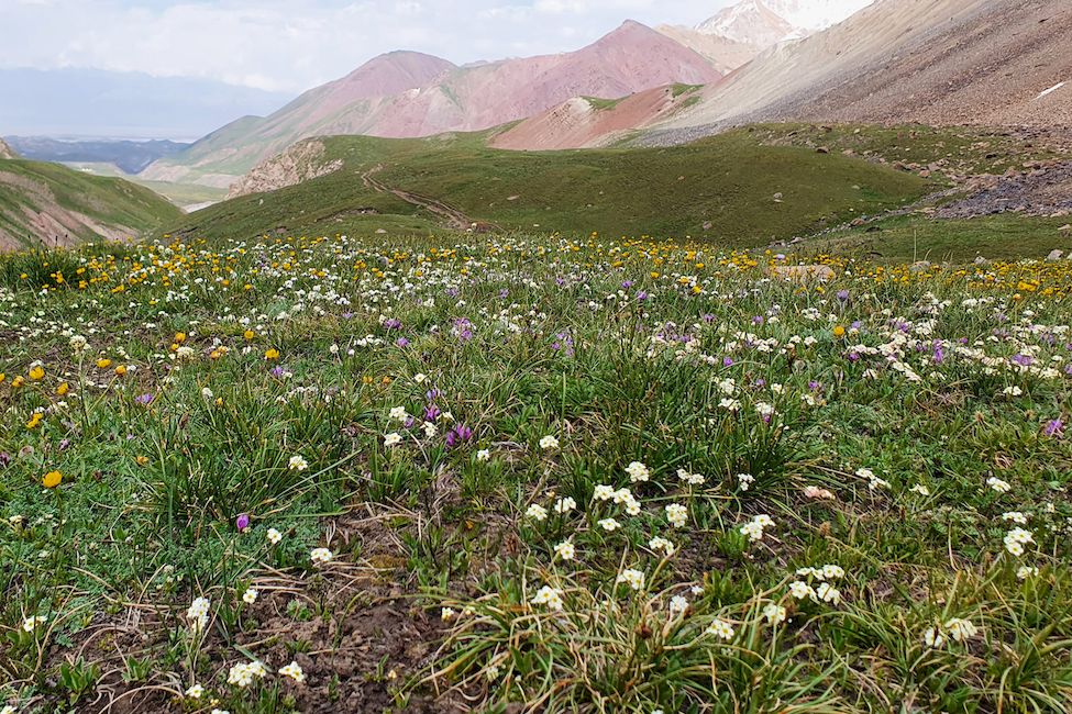 Цветущие луга Памир Кыргызстан