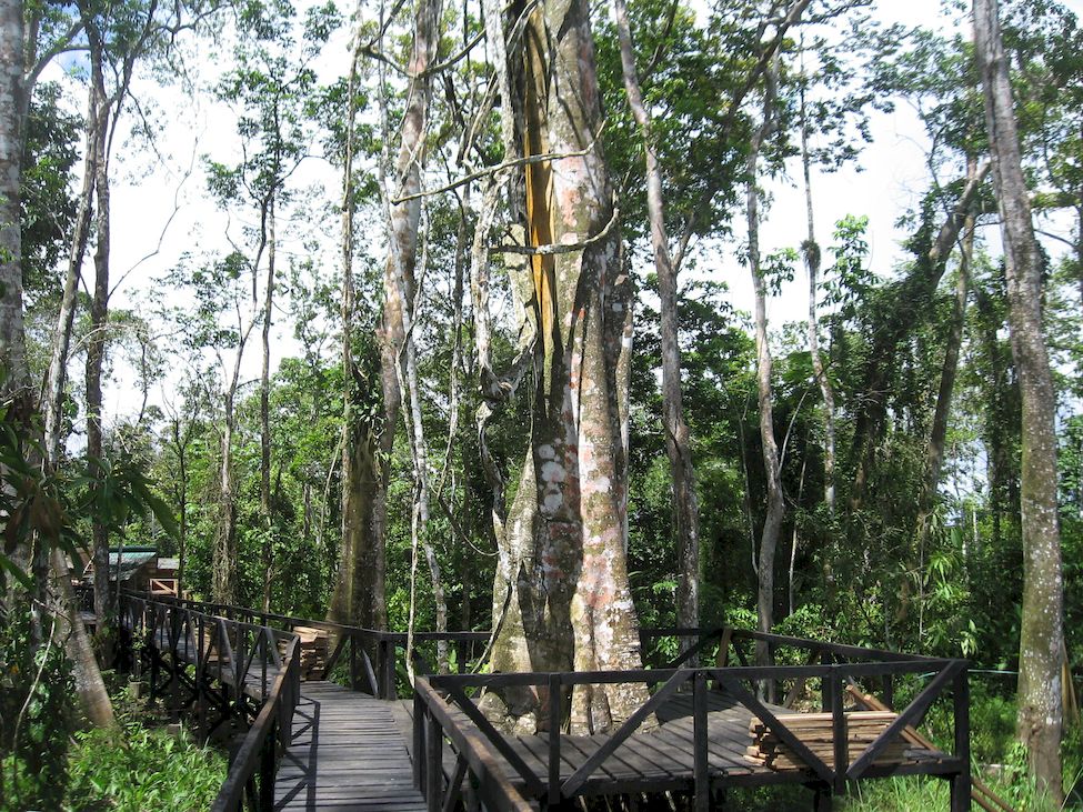 Трекинговый маршрут по джунглям Летисия Амазонас Колумбия