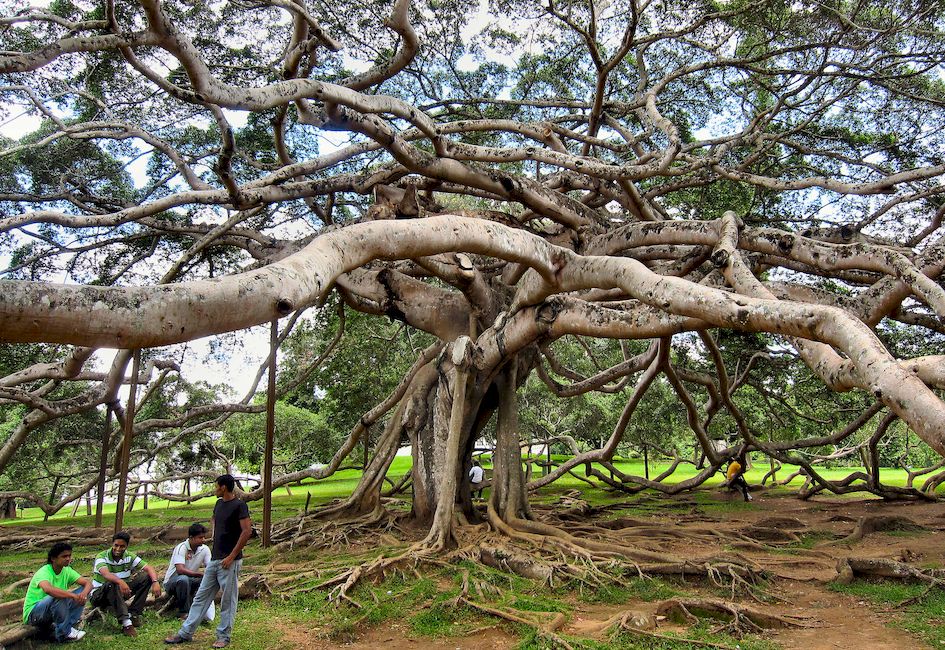 Дерево в Королевском ботаническом саду Канди Шри Ланка
