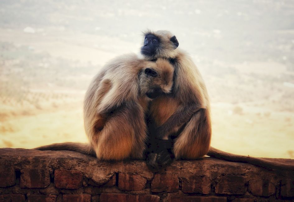 Лангуры - священные индийские обезьянки