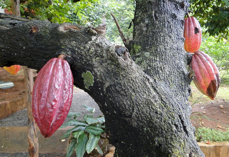 Плоды какао в Саду специй Матале