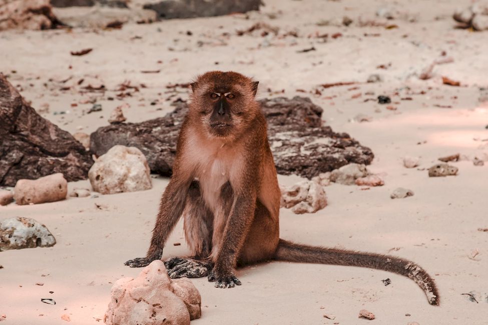 Житель Monkey Beach Краби Таиланд