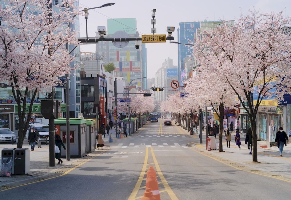Цветущая сакура в Сеуле Южная Корея