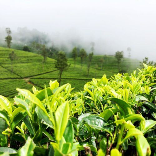 Чайные плантации Нувара Элии Шри Ланка
