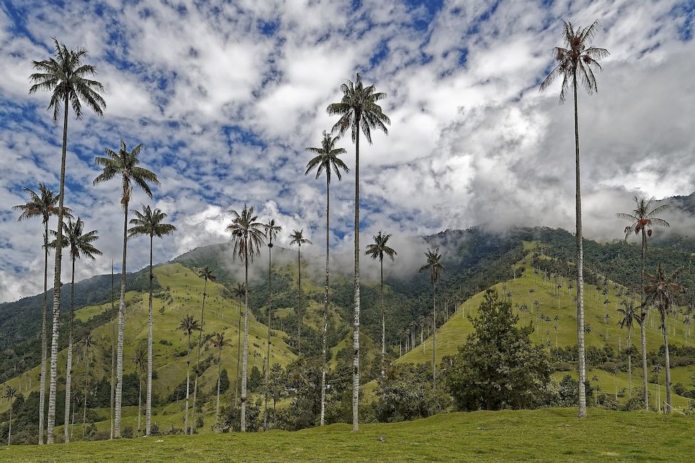Долина восковых пальм Долина Кокора Колумбия