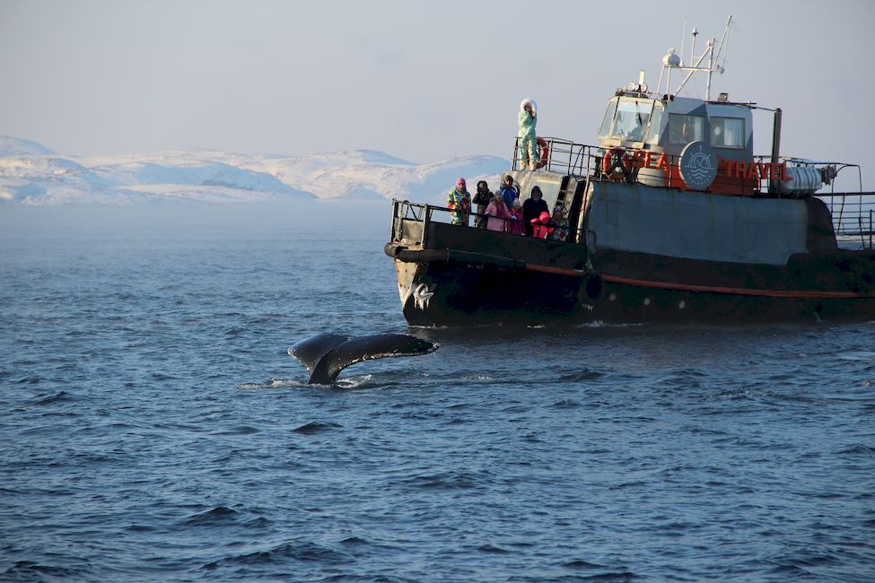 Наблюдение за китами Мурманская область Кольский полуостров