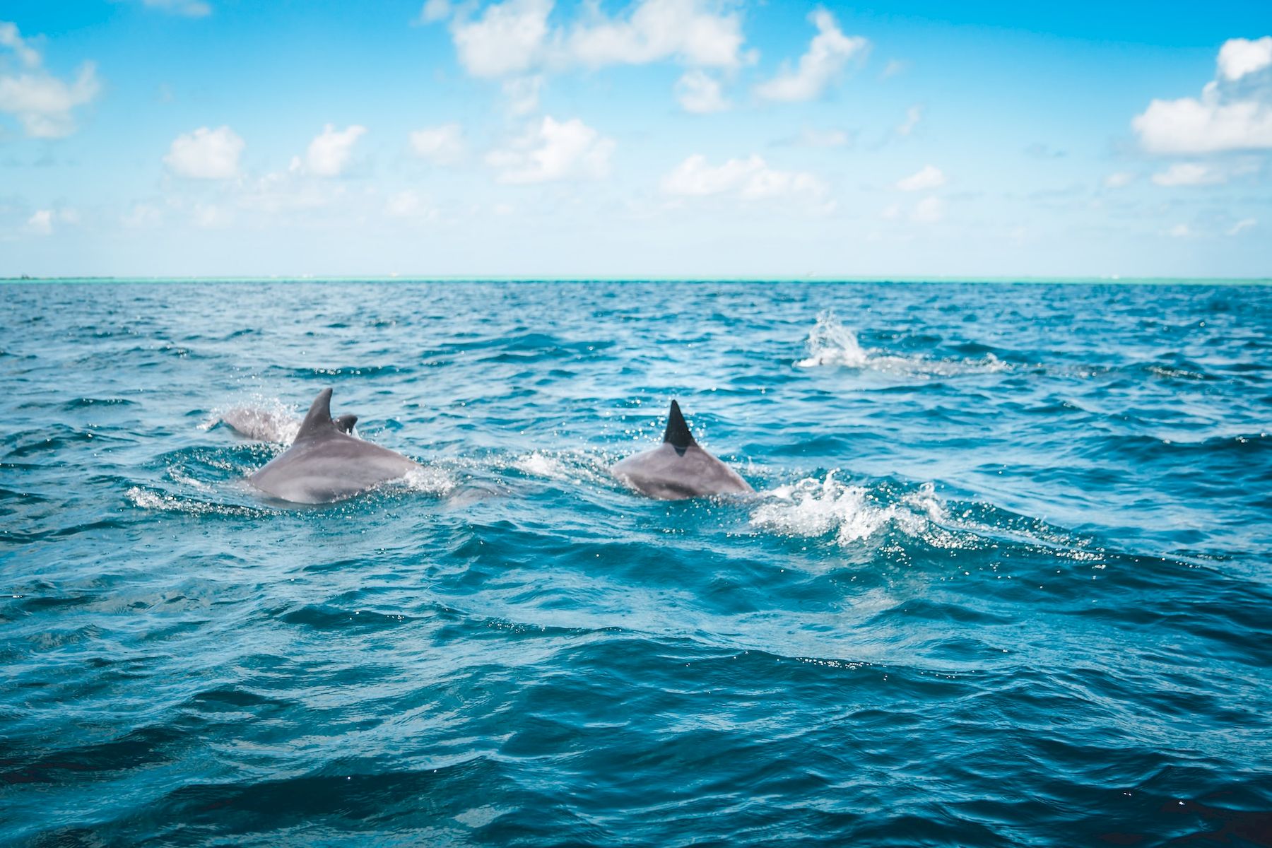 Дельфины Маврикий