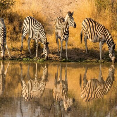 Зебры у водопоя Национальный парк Крюгера ЮАР