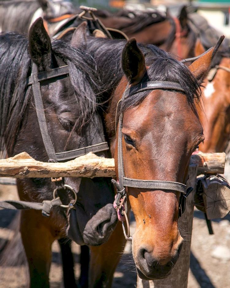 Карачаевские кони конный тур Архыз