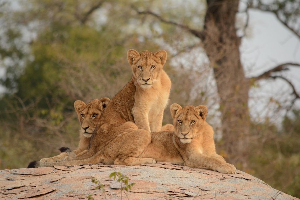 Львицы в Национальном парке Крюгера ЮАР