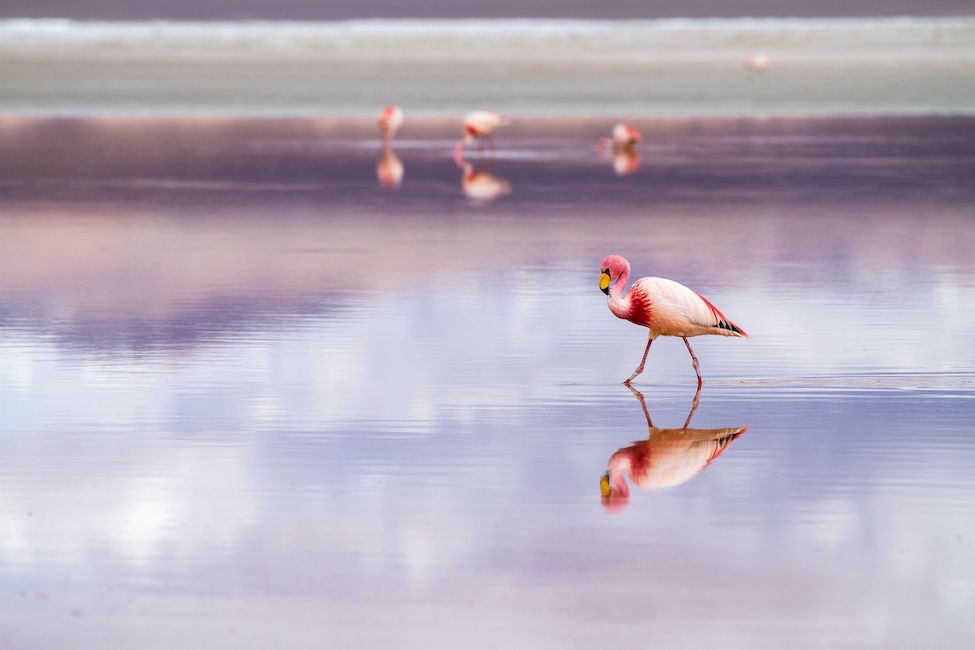Фламинго в соляной лагуне Уюни Боливия