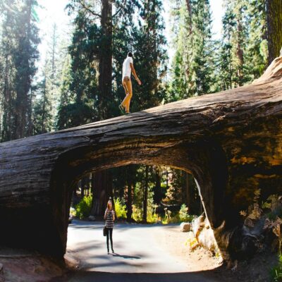 Дерево-туннель в Национальном парке Секвойя США