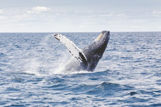Фотоохота на китов и северное сияние на Кольском полуострове
