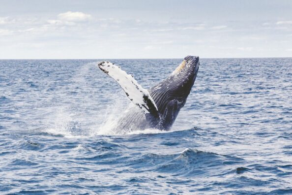 12154Фотоохота на китов на Кольском полуострове